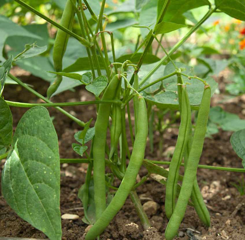 BEANS