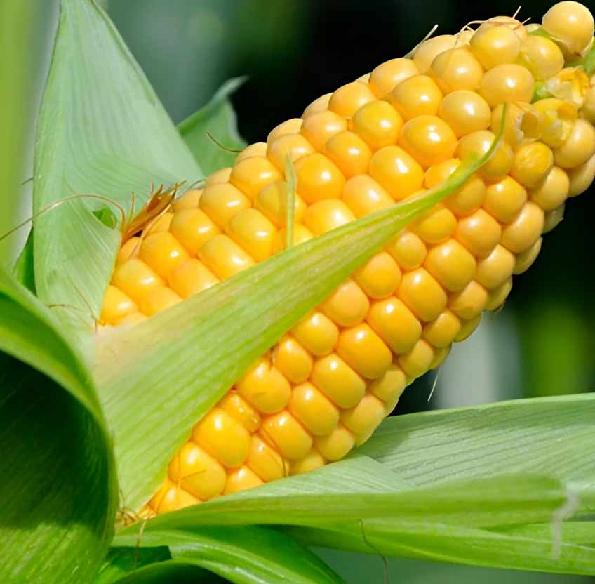 YELLOW MAIZE